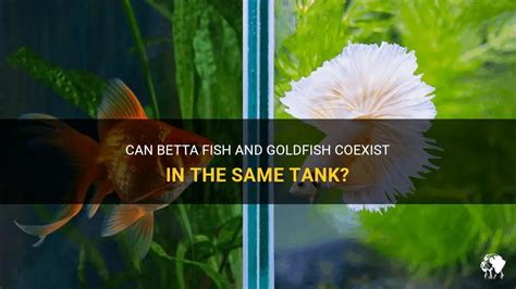 betta fish and goldfish in same tank